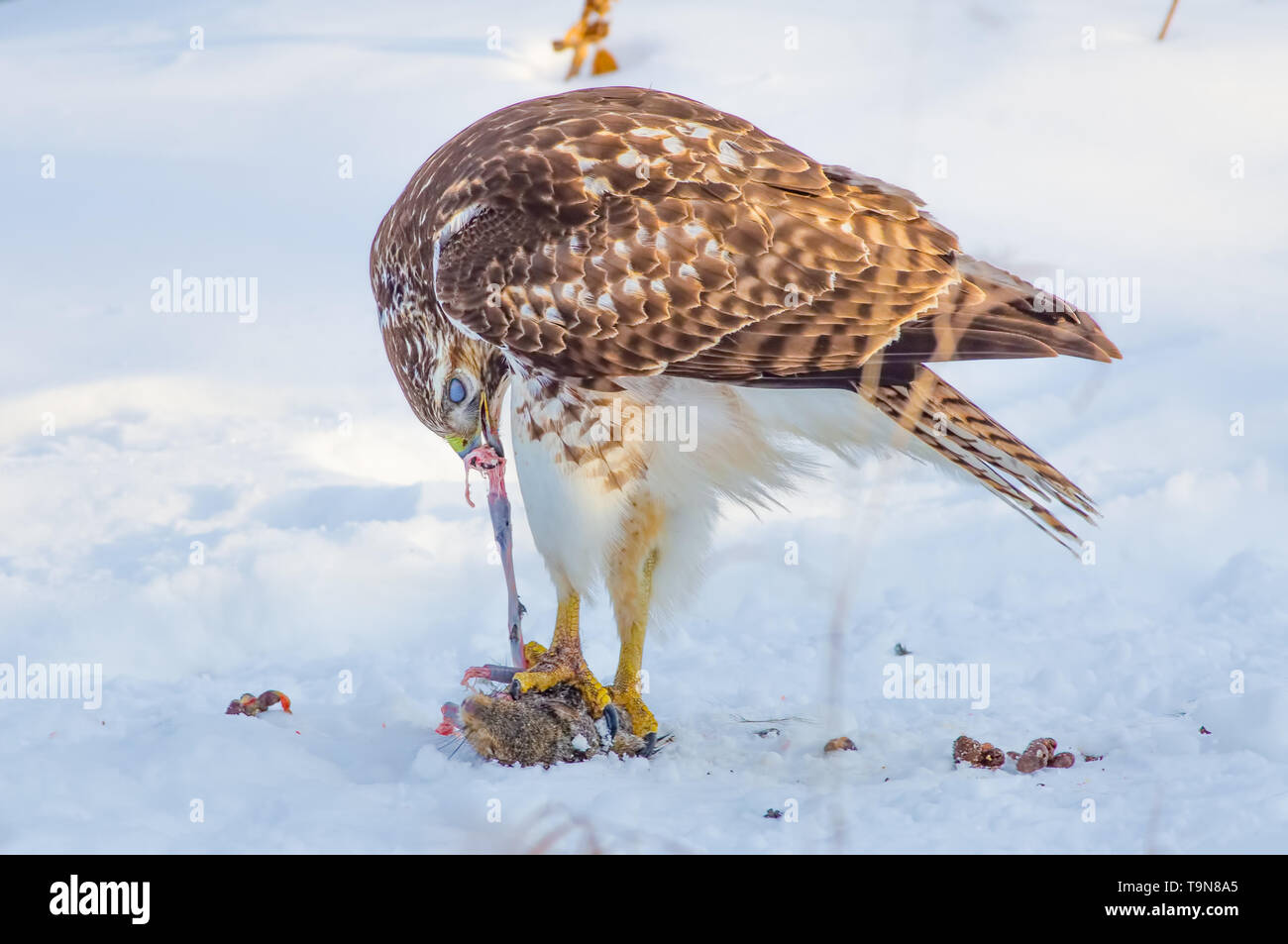 Red-tailed hawk mangiare uno scoiattolo su un inverno nevoso giorno vicino al fiume Mississippi in Minneapolis Minnesota Foto Stock