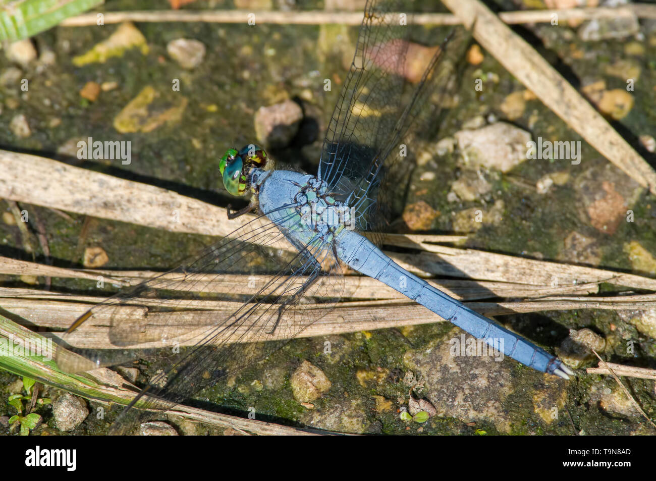 Pondhawk comune libellula blu in appoggio su un percorso a piedi nella prateria - vicino al fiume Minnesota Foto Stock