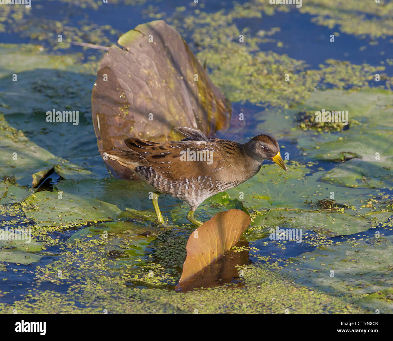 Sora in Minnesota River in inizio di caduta che è stato alimentazione su un patch nelle vicinanze di riso selvatico preso nel Minnesota Valley National Wildlife Refuge Foto Stock