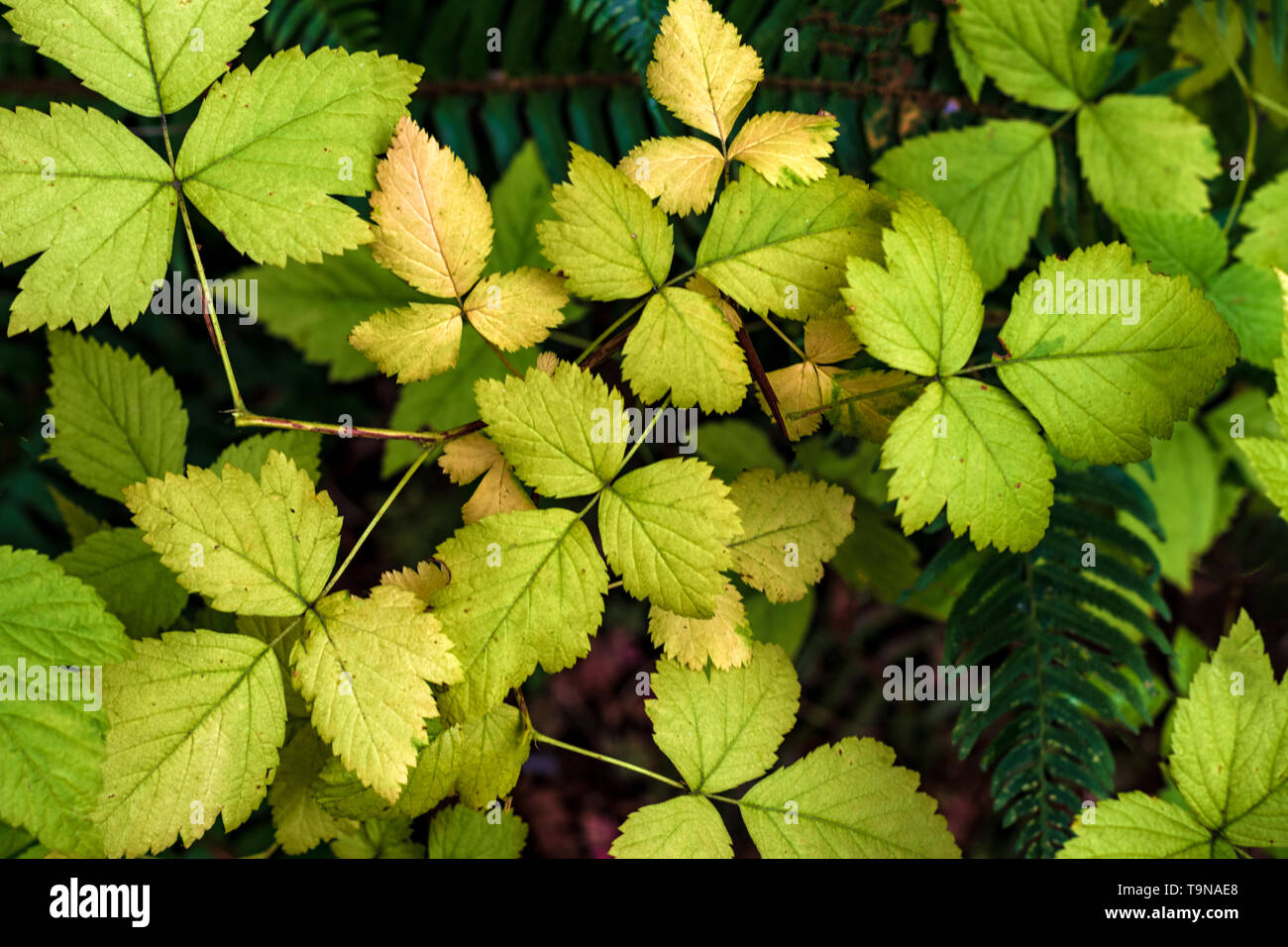 Verde bosco piano lascia che cresce su un arbusto Foto Stock