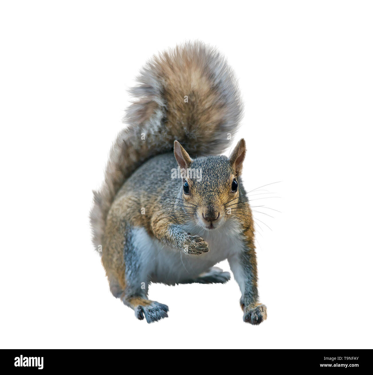 American scoiattolo grigio isolato su sfondo bianco Foto Stock