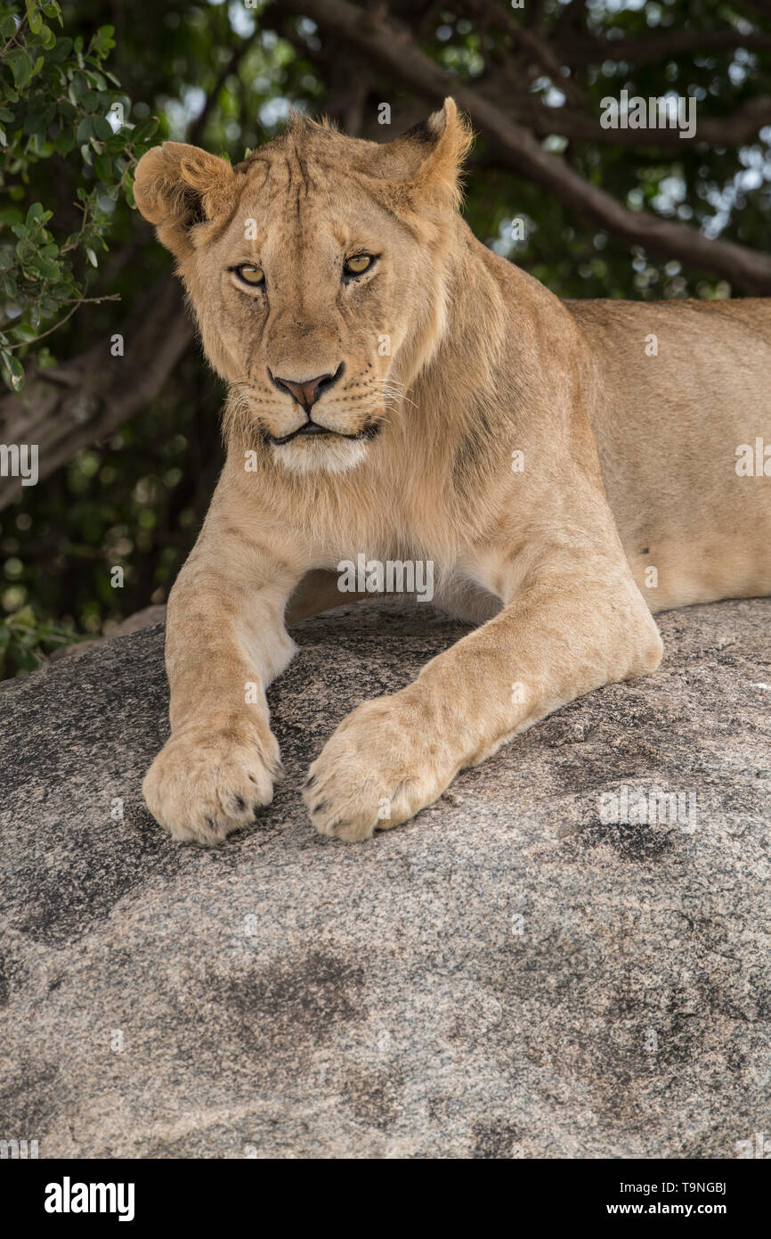 Giovane maschio lion in appoggio su un kopje, Serengeti National Park Foto Stock