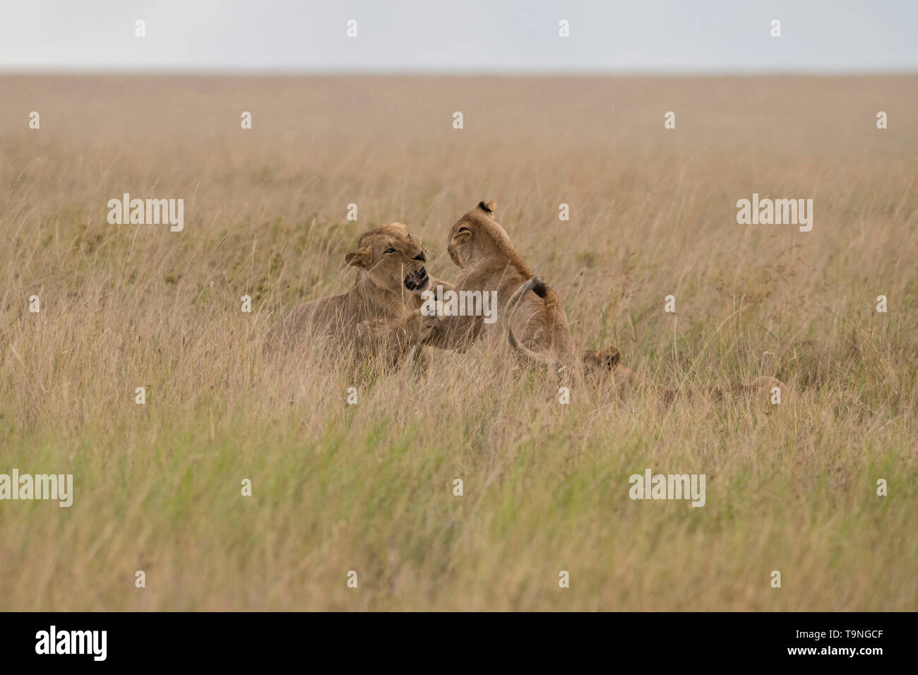 Giovane maschio lions combattimenti, Serengeti National Park Foto Stock