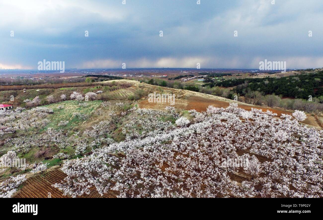 (190520) -- Pechino, 20 maggio 2019 (Xinhua) -- foto aerea adottate il 18 aprile 2019 mostra fiori albicocca Hunnan nel distretto di Shenyang, a nord-est della Cina di Provincia di Liaoning. Provincia di Liaoning è situato nella parte meridionale del nord-est della Cina, con il mare Bohai e il giallo mare situata a sud. Nel corso degli anni, il governo provinciale ha la priorità di sviluppo ecologico e impostare il miglioramento ambientale presso il nucleo del suo ordine del giorno. La provincia di condizioni ecologiche sono state migliorando grazie a sistematici alla conservazione dell'ambiente naturale, la gestione complessiva delle zone rurali amb. Foto Stock