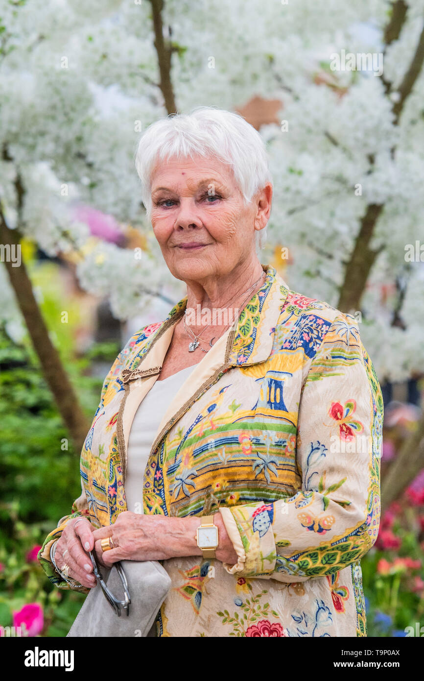 Londra, Regno Unito. Il 20 maggio 2019. Dame Judi Dench lancia una nuova iniziativa elming sul Hillier vivai stand - anteprima stampa giornata al RHS Chelsea Flower Show. Credito: Guy Bell/Alamy Live News Foto Stock