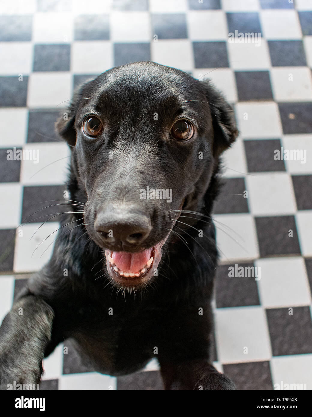 Carino e giocoso cane nero labrador closeup volto che mostra il naso e gli occhi Foto Stock
