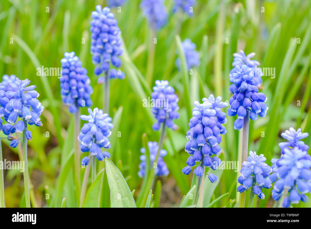 Blooming piccolo prato blu fiore nel giardino. Fiori di Primavera close-up  Foto stock - Alamy