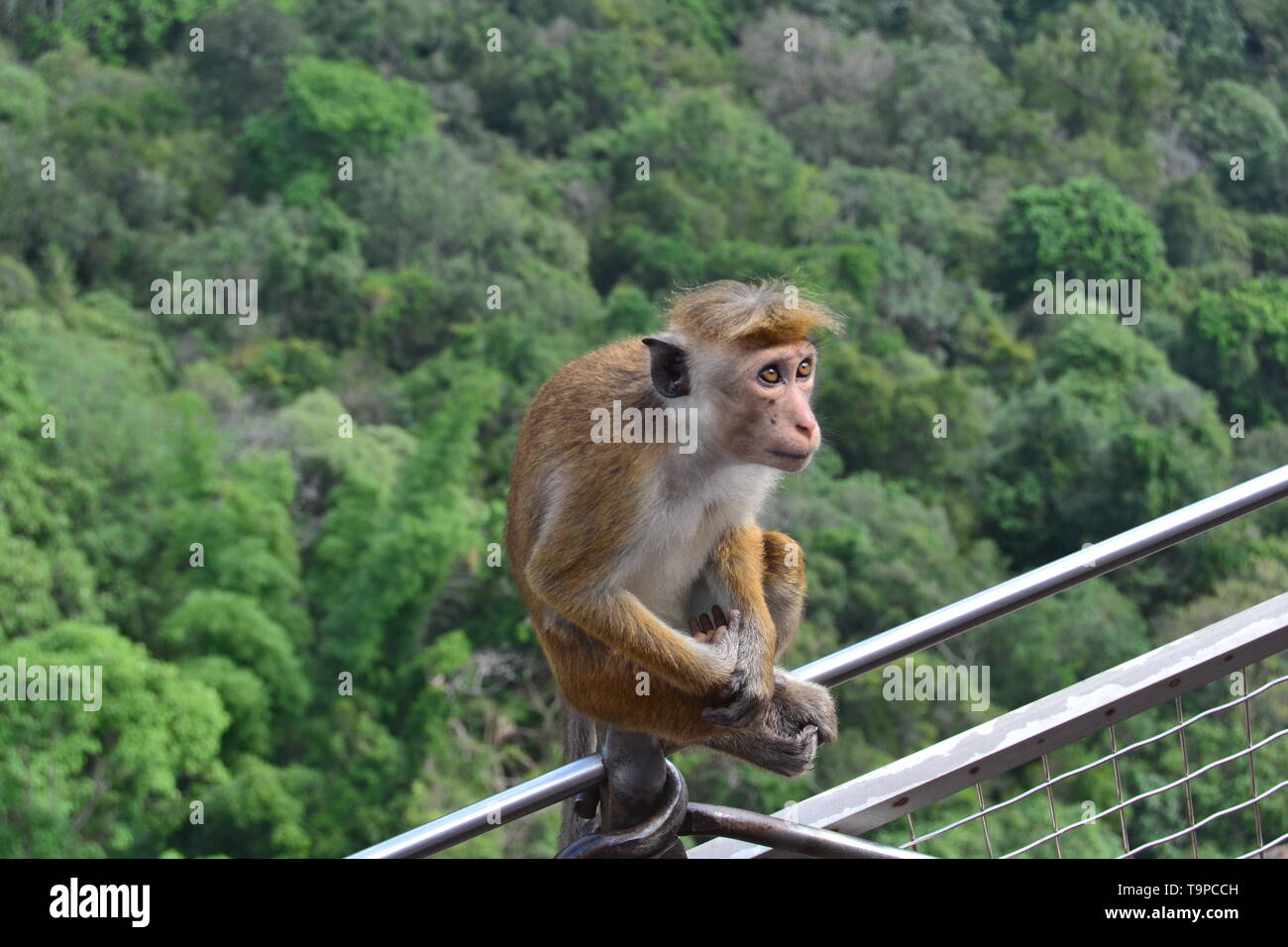 Libera le scimmie di Sigiriya Foto Stock