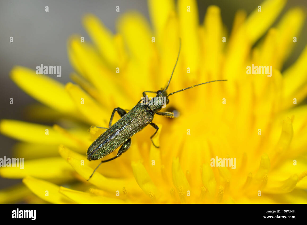 Beetle strisciando su un gambo di erba .gli insetti sono molto attivi durante il giorno. Foto Stock