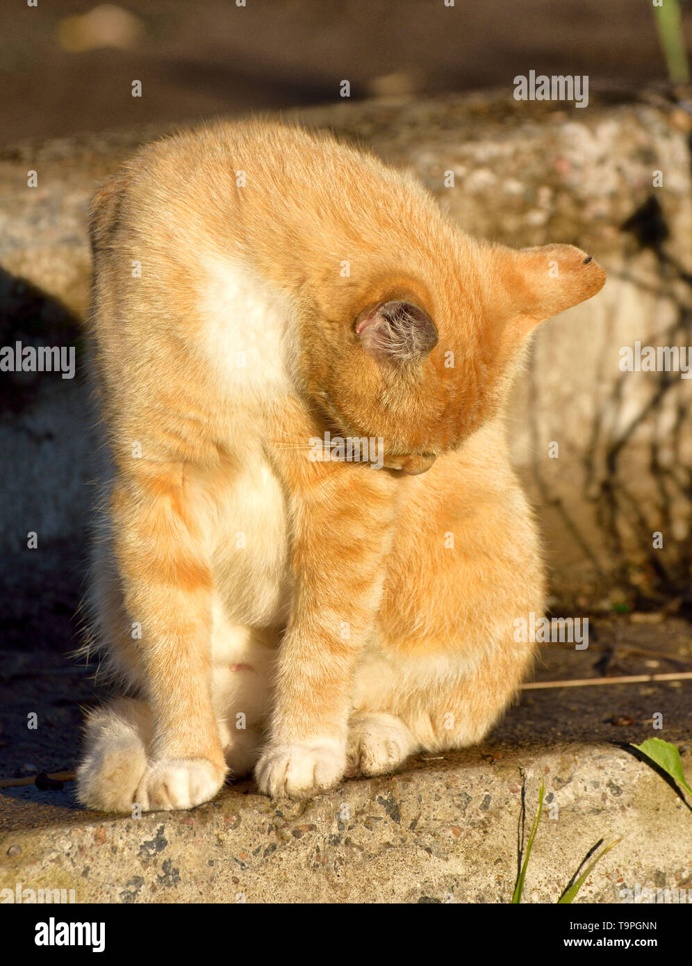 Il gatto rosso uscì a caccia.Egli vuole catturare un uccello per pranzo. Foto Stock