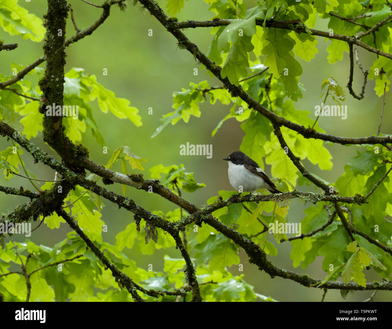 Pied Flycatcher, Ficedula hypoleuca, maschio singolo appollaiato in quercia, Foresta di Dean, Gloucestershire, Regno Unito Foto Stock