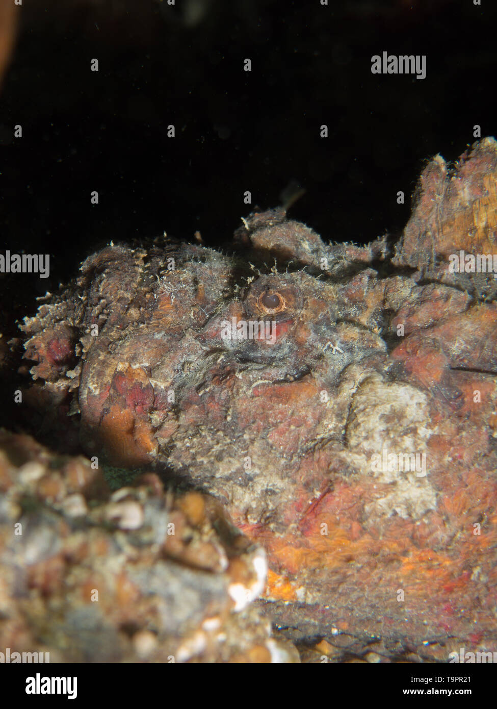 Pesci pietra underwater su un muck dive in Nord Sulawesi, Indonesia Foto Stock