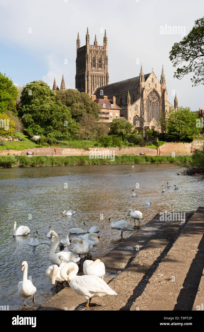 Worcester UK - cigni nell'swannery in primavera, il fiume Severn e cattedrale di Worcester; Worcester, Worcestershire Inghilterra REGNO UNITO Foto Stock