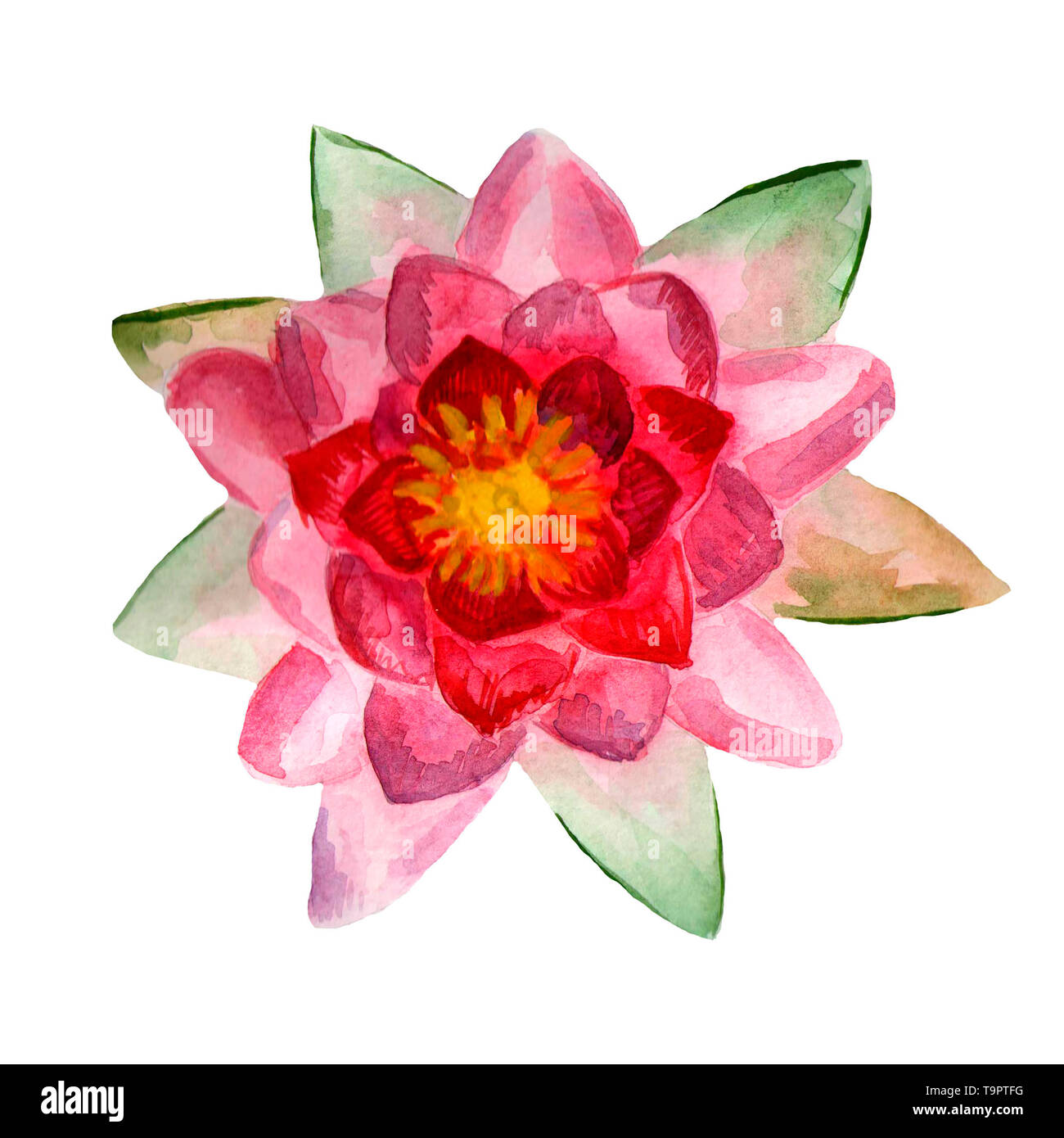 Fiori acquerello dipinte a mano e illustrazione. Una gara Lotus rosa su sfondo bianco. Foto Stock