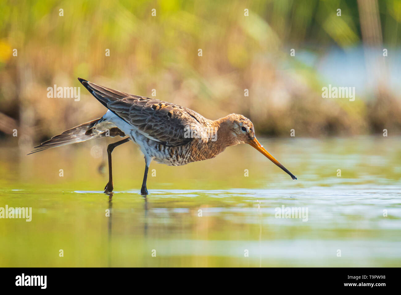 Primo piano di un nero-tailed godwit Limosa limosa wader bird rovistando in acqua. La maggior parte della popolazione europea razza nei Paesi Bassi. Foto Stock