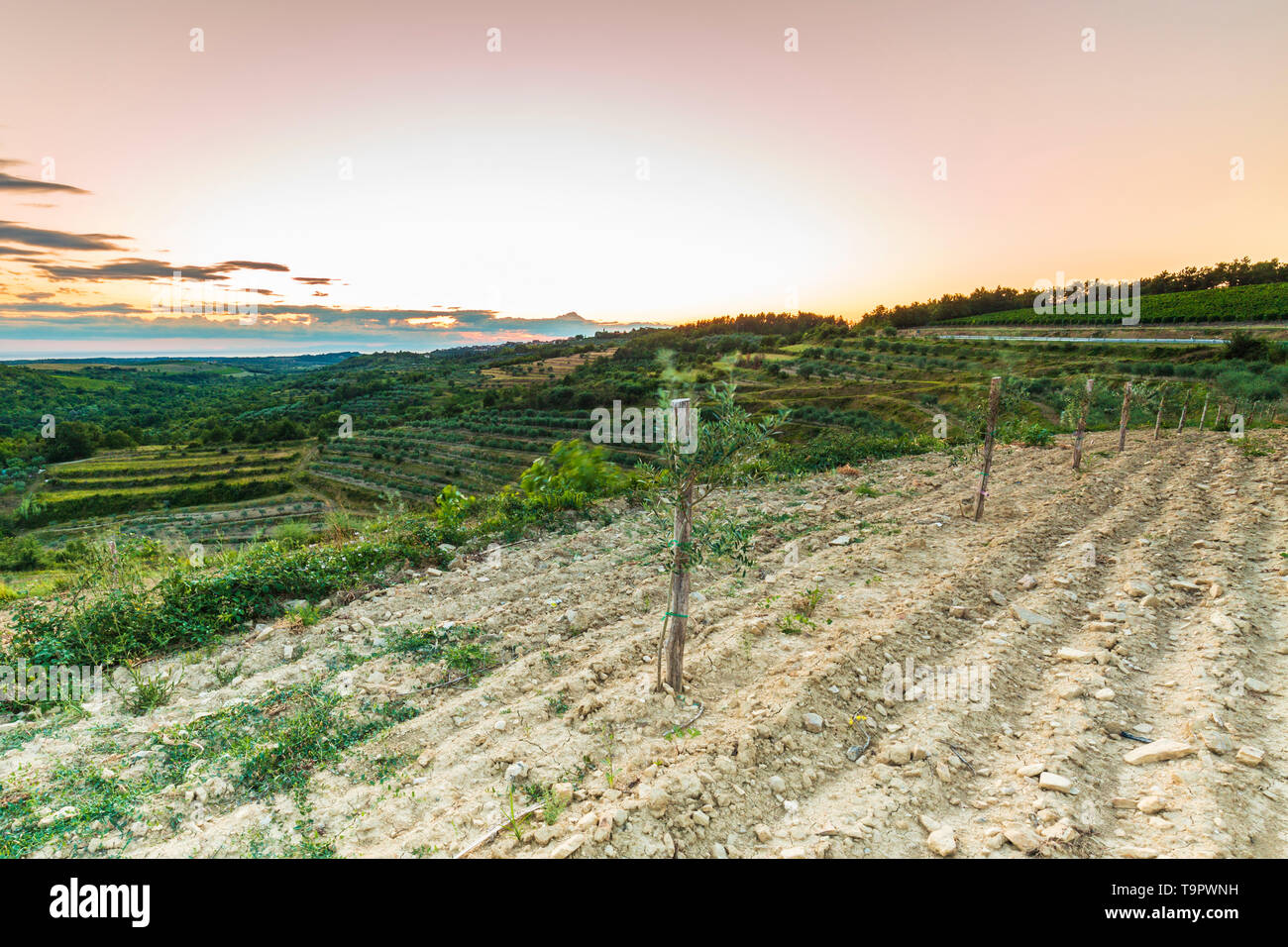 Tramonto in un idilliaco vigna verde in corrispondenza del podere di Istria, Croazia. Foto Stock