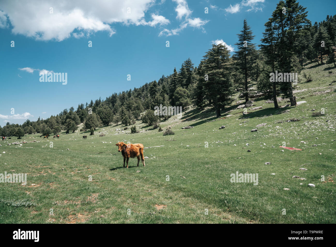 Brown cow permanente sulla fattoria in campagna in estate della Turchia. Foto Stock