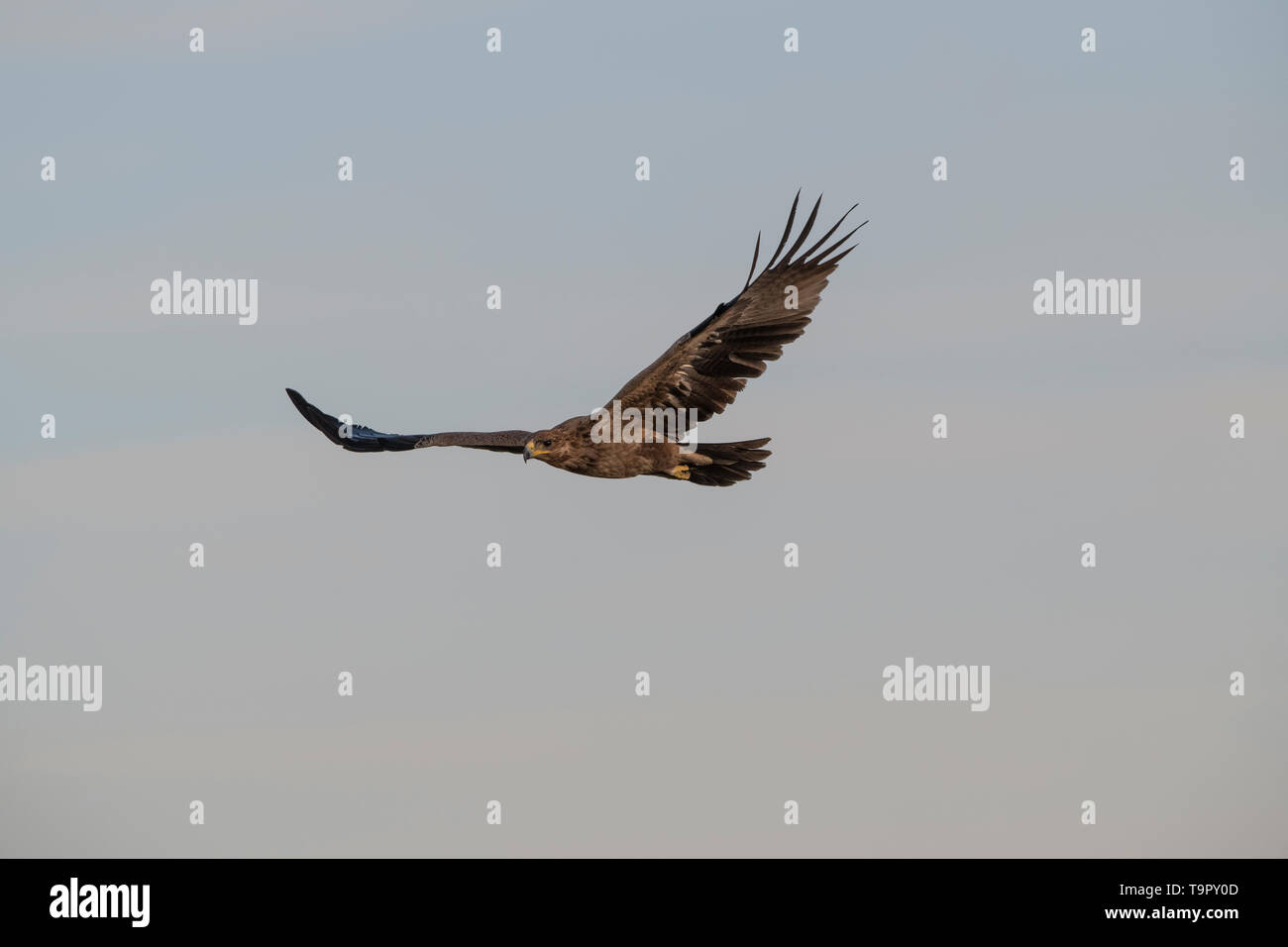 Bruno flying eagle Foto Stock