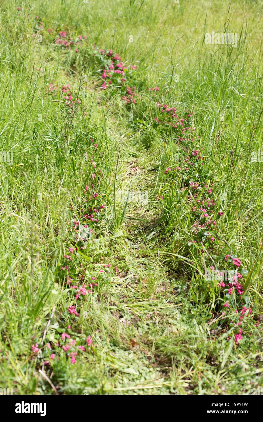 Un viale di fiori selvatici, al Festival di fiori selvaggi a Mount Pisgah Arboretum di Eugene, Oregon, Stati Uniti d'America. Foto Stock