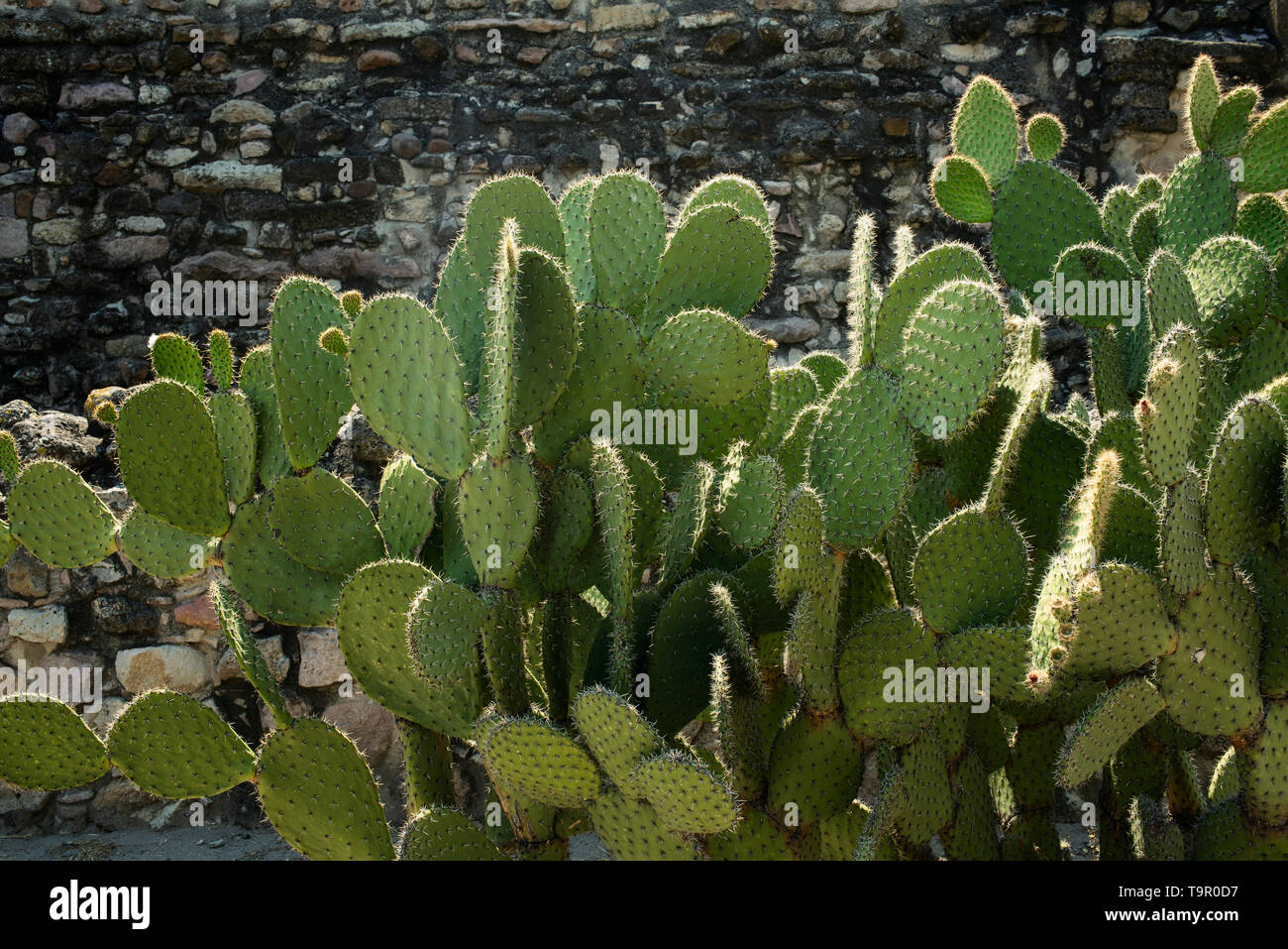 Racchetta a.k.a cactus Opuntia o ficodindia. Mitla, Stato di Oaxaca, Messico. Apr 2019 Foto Stock