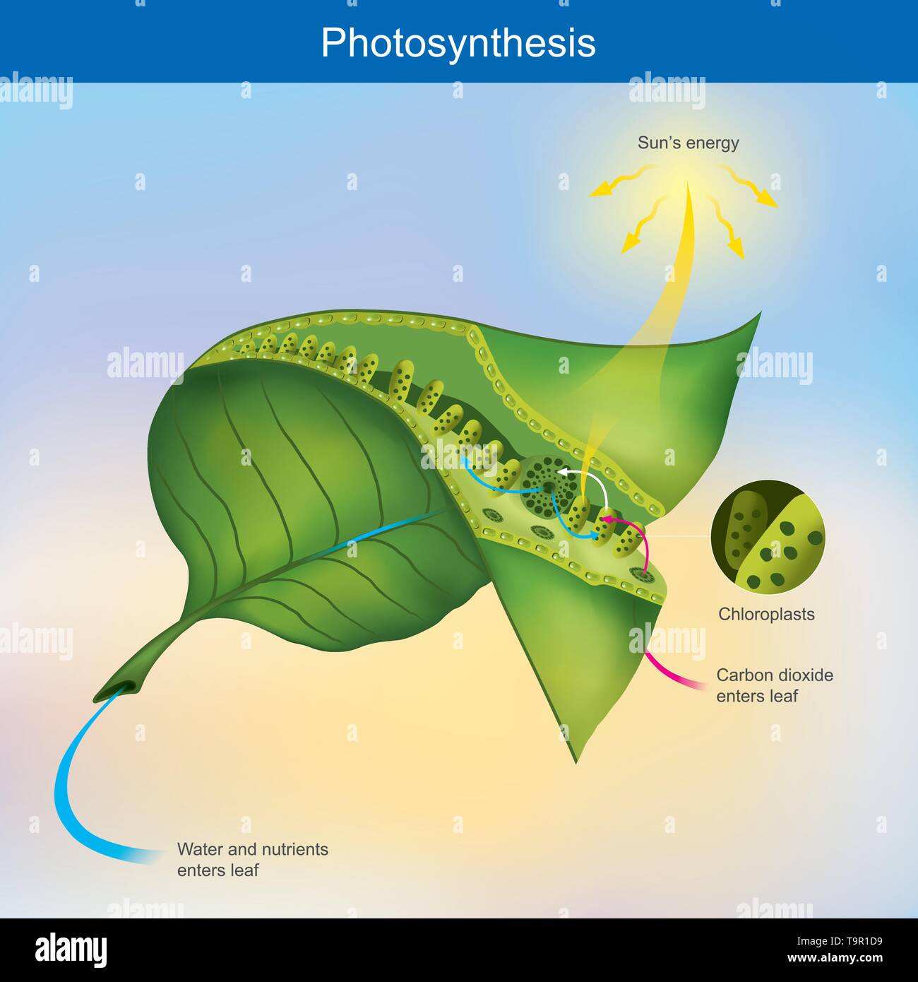 La fotosintesi è un processo da piante e da altri organismi utilizzare per convertire energia luminosa in energia chimica. Illustrazione Vettoriale