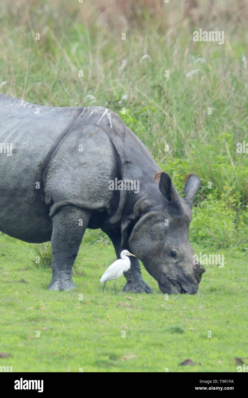 Il rinoceronte indiano (Rhinoceros unicornis) accompagnato da un gregge di guardabuoi (Bubulcus ibis) nel Parco Nazionale di Kaziranga, India Foto Stock