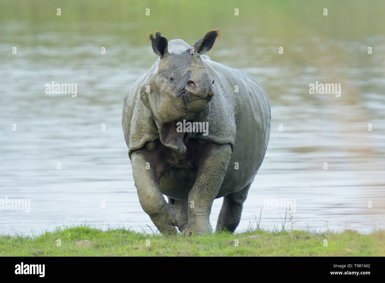 Il rinoceronte indiano (Rhinoceros unicornis) emergente da un lago nel Parco Nazionale di Kaziranga, India Foto Stock