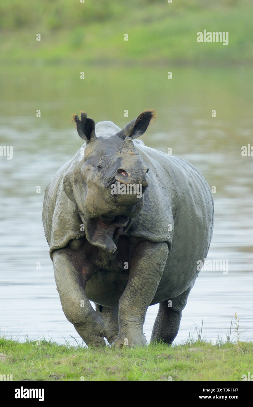 Il rinoceronte indiano (Rhinoceros unicornis) emergente da un lago nel Parco Nazionale di Kaziranga, India Foto Stock