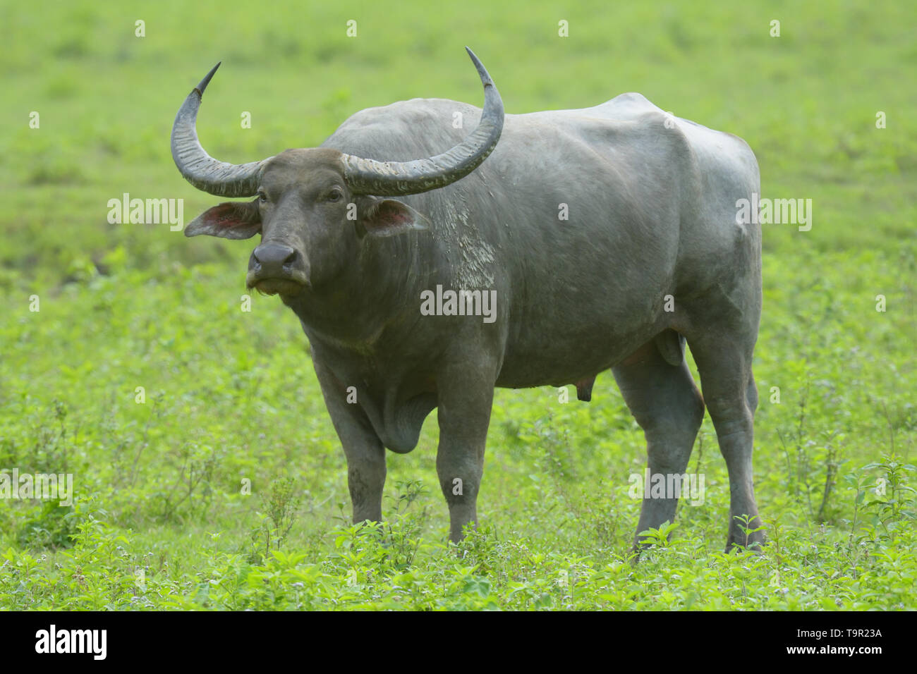 Wild Water Buffalo (Bubalus arnee) nel terreno paludoso del Parco Nazionale di Kaziranga, India Foto Stock