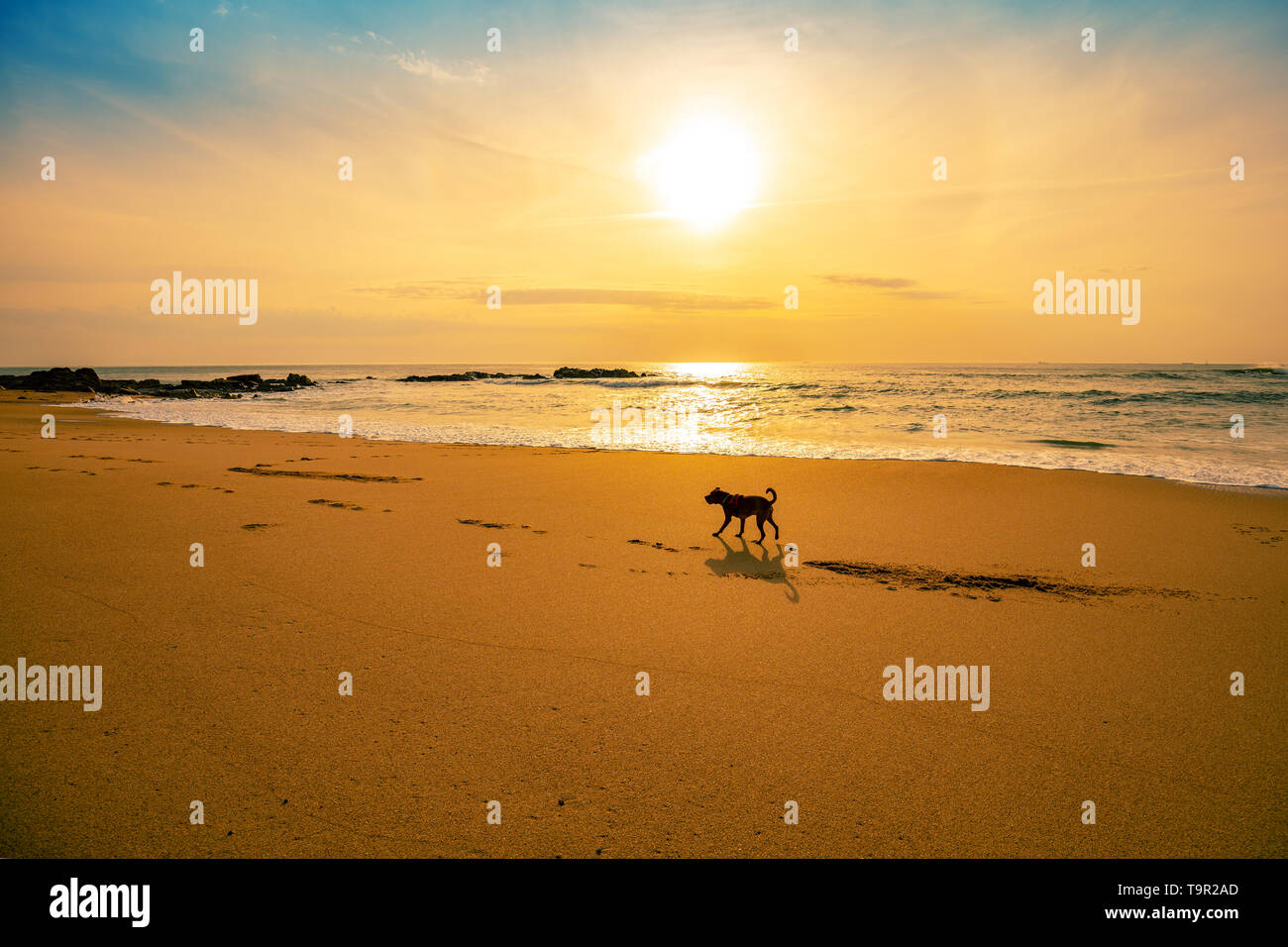 Golden tramonto sull'oceano. Silhouette di un cane a camminare lungo la spiaggia Foto Stock