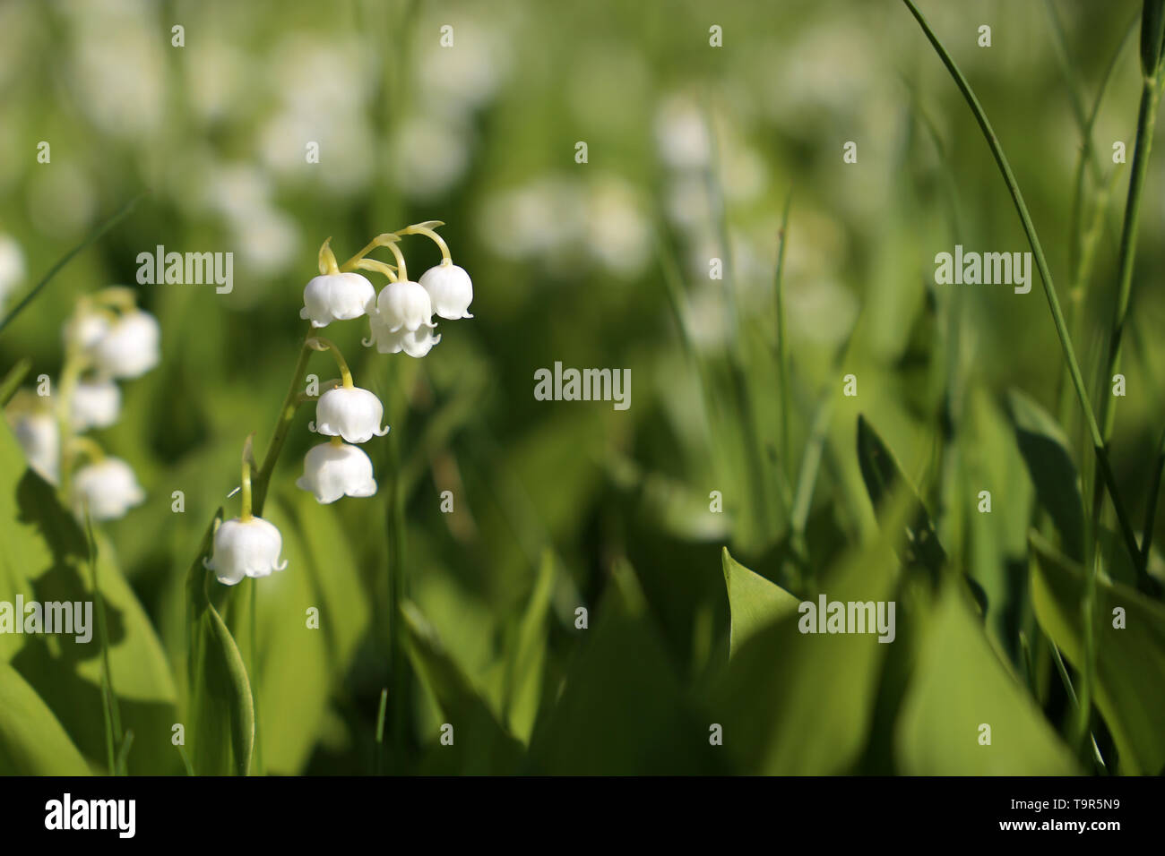 Il giglio della valle in erba verde. Fioritura di fiori bianchi nel giardino di primavera Foto Stock