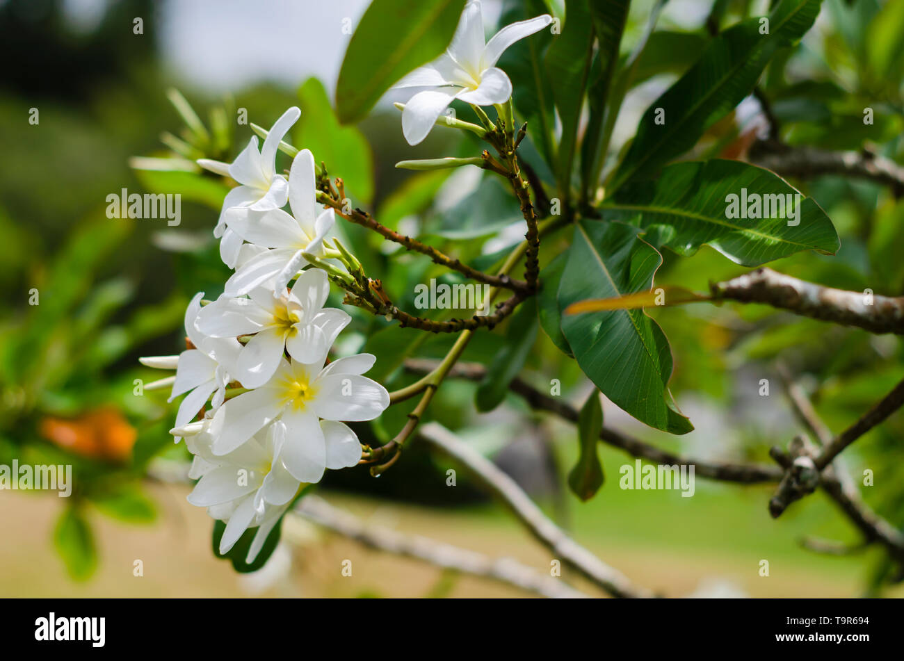 Quizás quisiste decir: flores blancas en onu día soleado en onu jardín japonés con bello bokeh de tonos verdes86/5000fiori bianchi in una giornata di sole in un J Foto Stock