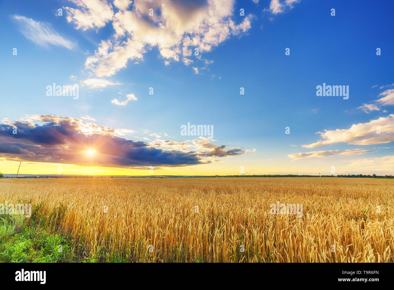Il tramonto sopra il campo di grano Foto Stock