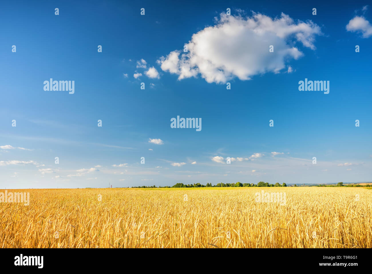 Golden campo di grano oltre il cielo blu a giornata di sole. Foto Stock