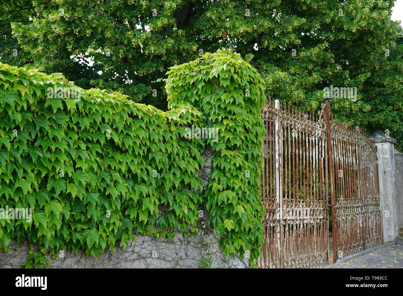 Verde edera rampicante su un alto muro da un cancello arrugginito nel paese Foto Stock