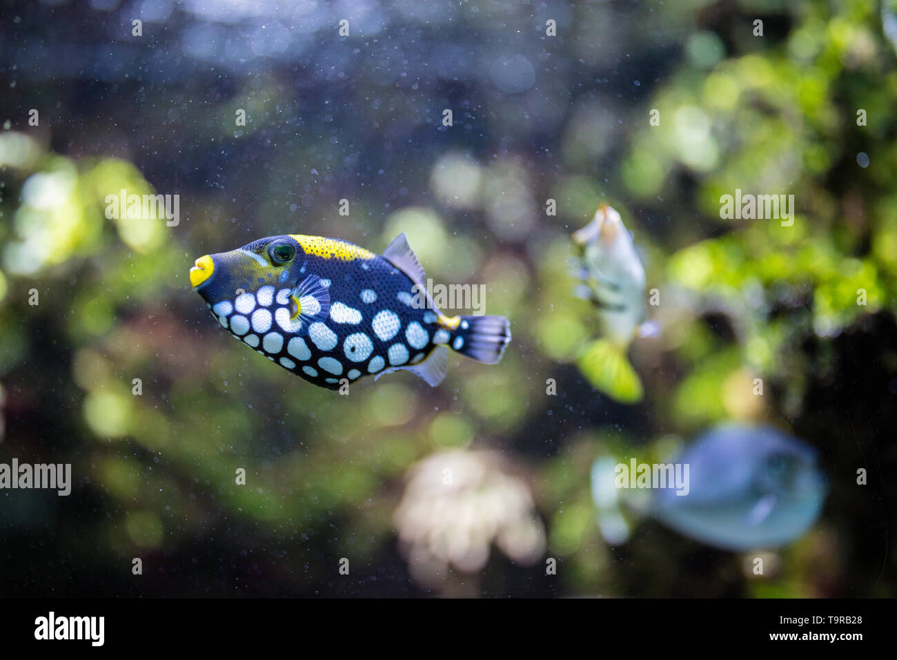 Conspicillum trigger pagliaccio pesci di acquario Foto Stock