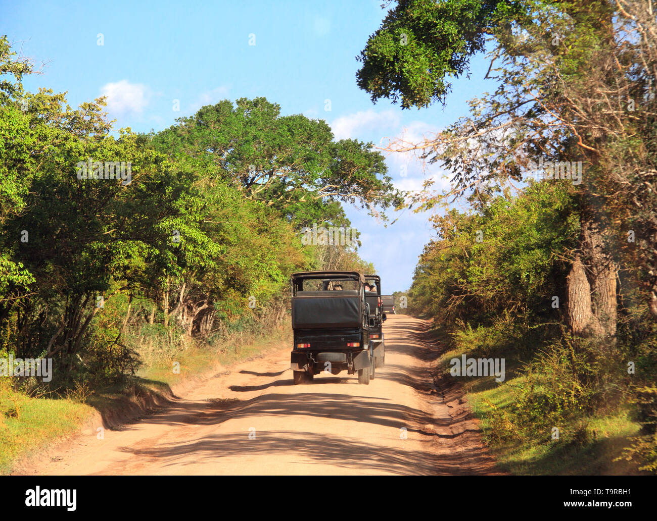Auto safari nel parco nazionale Yala. I turisti in auto sulla strada polverosa. Sri Lanka Foto Stock