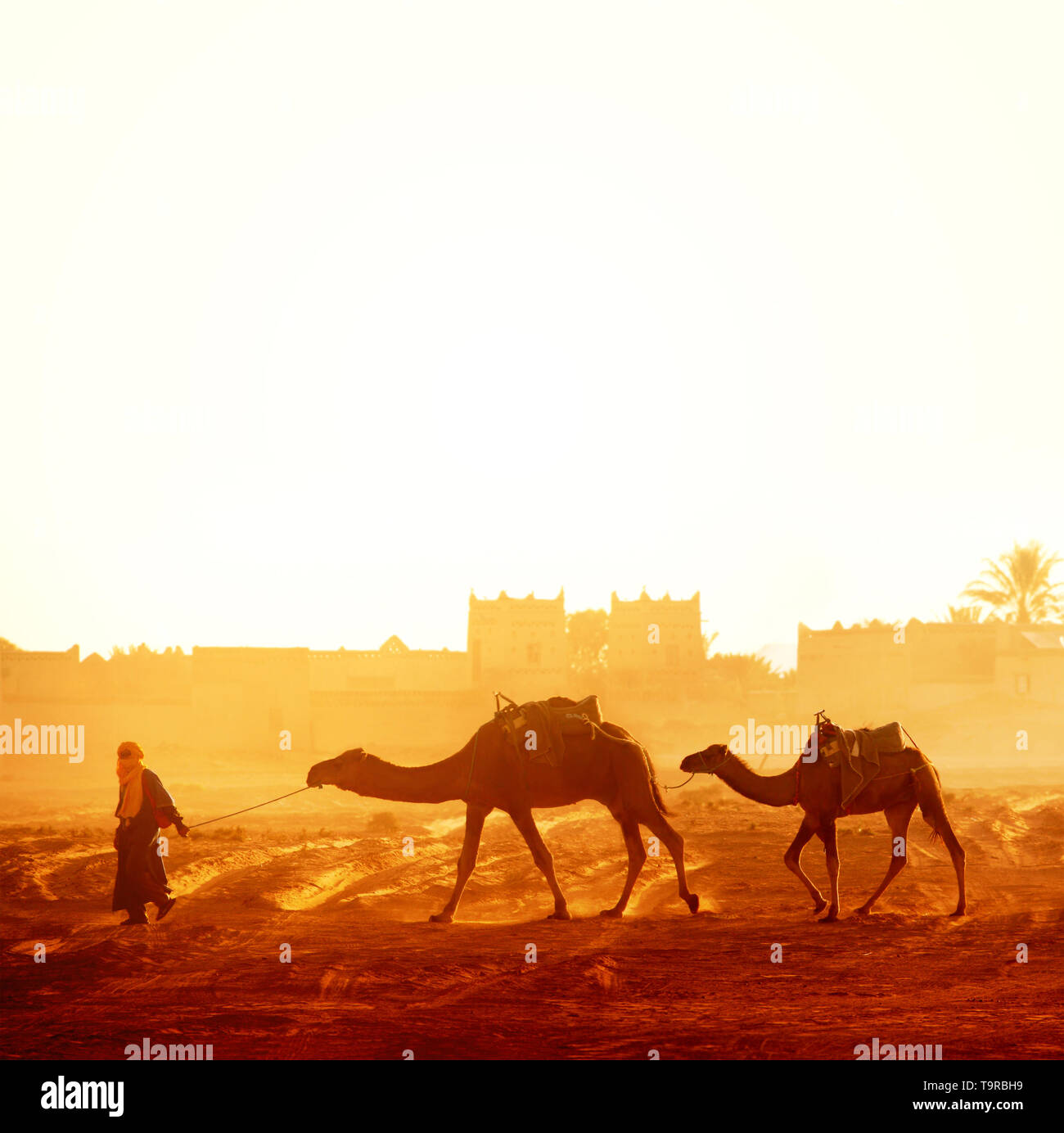 Banner orizzontale con la carovana di cammelli nel deserto del Sahara, Marocco. Autista-berber con due cammelli dromedario su sunrise sfondo cielo e tradizionale Foto Stock