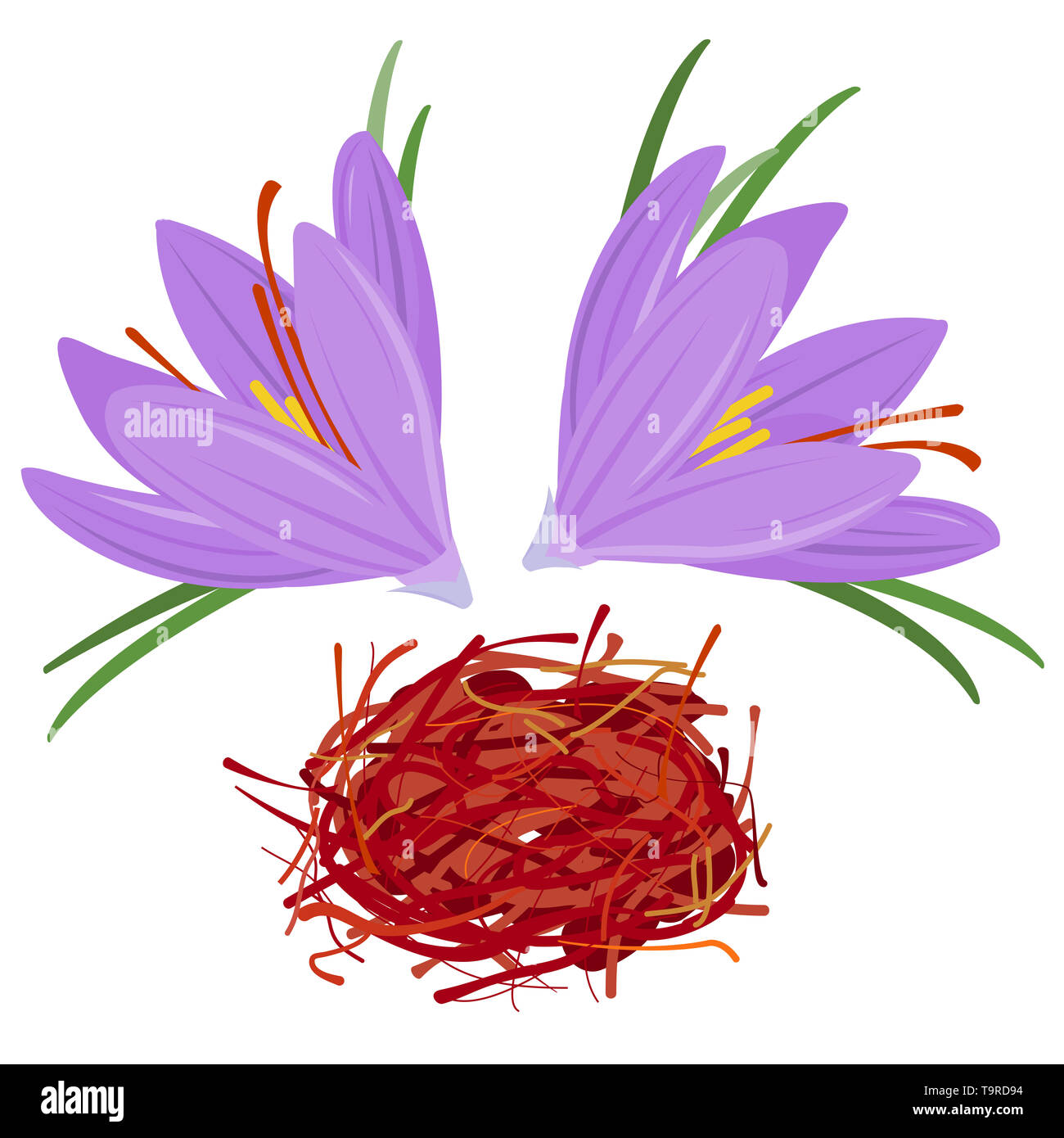 Fiore di croco e spezie allo zafferano essiccate. Crocus sativus. spezie a filo utilizzate in cucina per un sapore e un colore unici. Zafferano viola con foglie verdi. Foto Stock