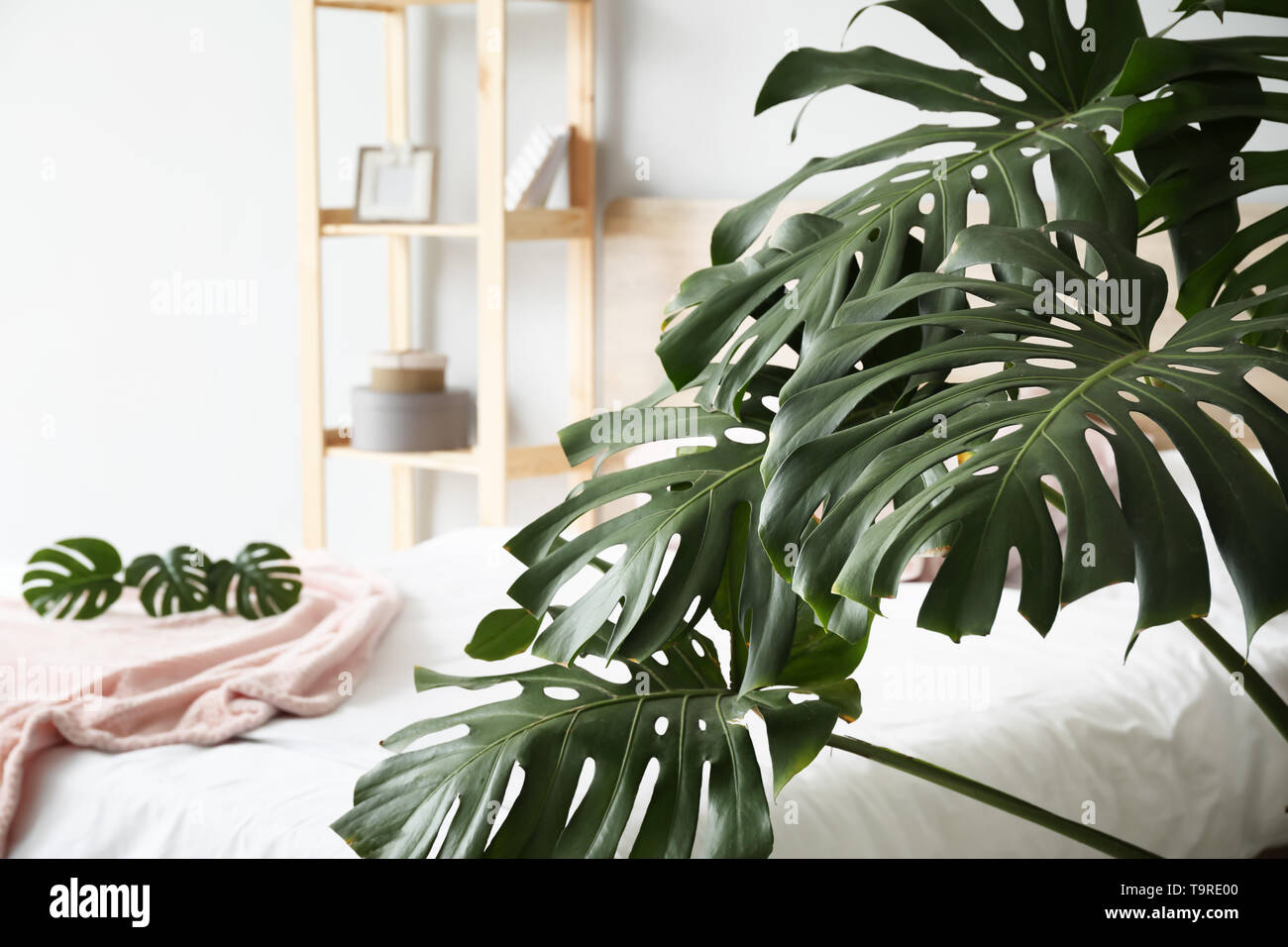 Verde di piante tropicali a interno della camera da letto Foto Stock
