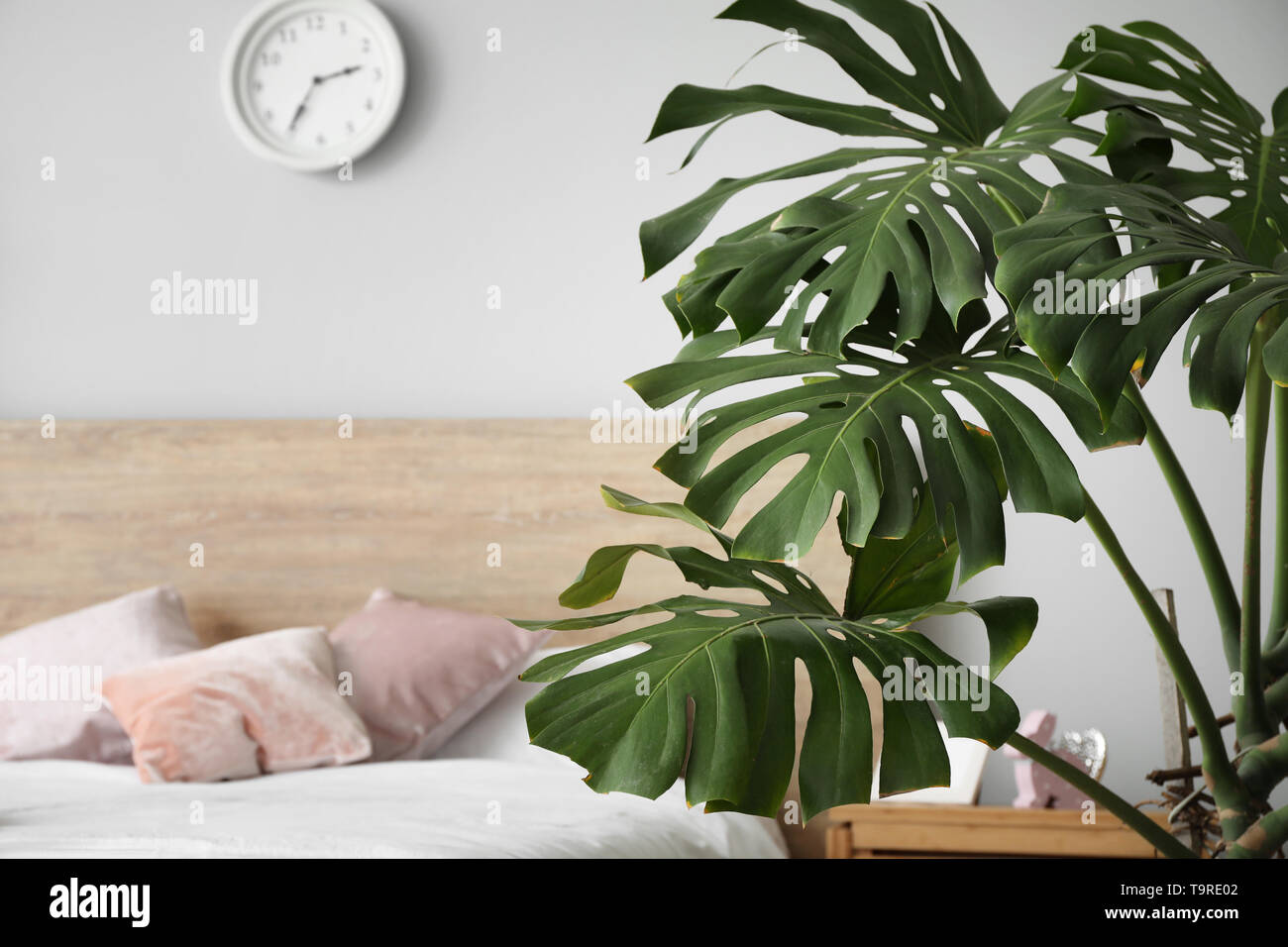 Verde di piante tropicali a interno della camera da letto Foto Stock