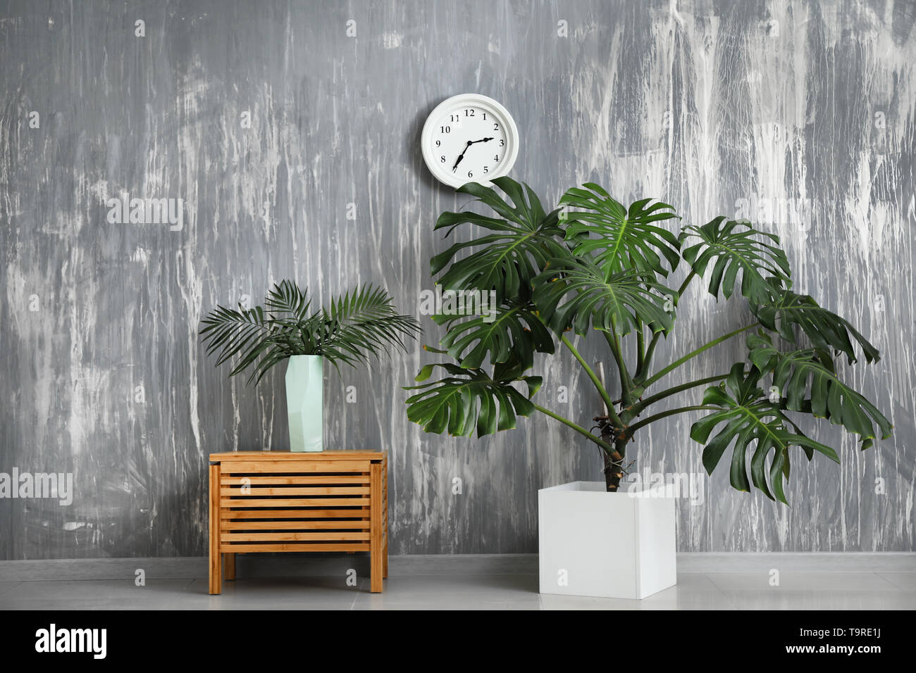 Il verde delle piante tropicali con mobili vicino al muro grigio Foto Stock