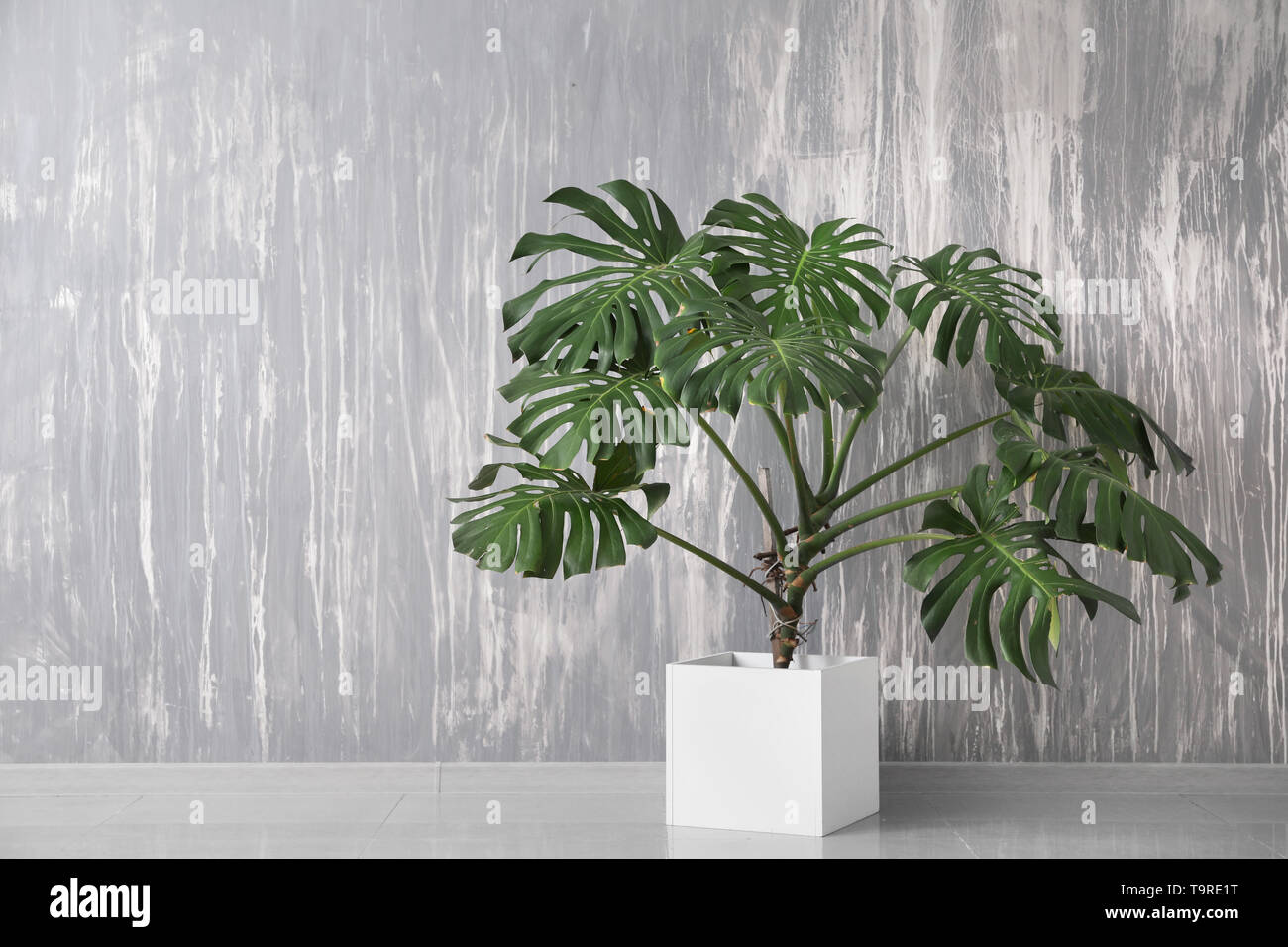 Grande impianto di monstera vicino al muro grigio Foto Stock