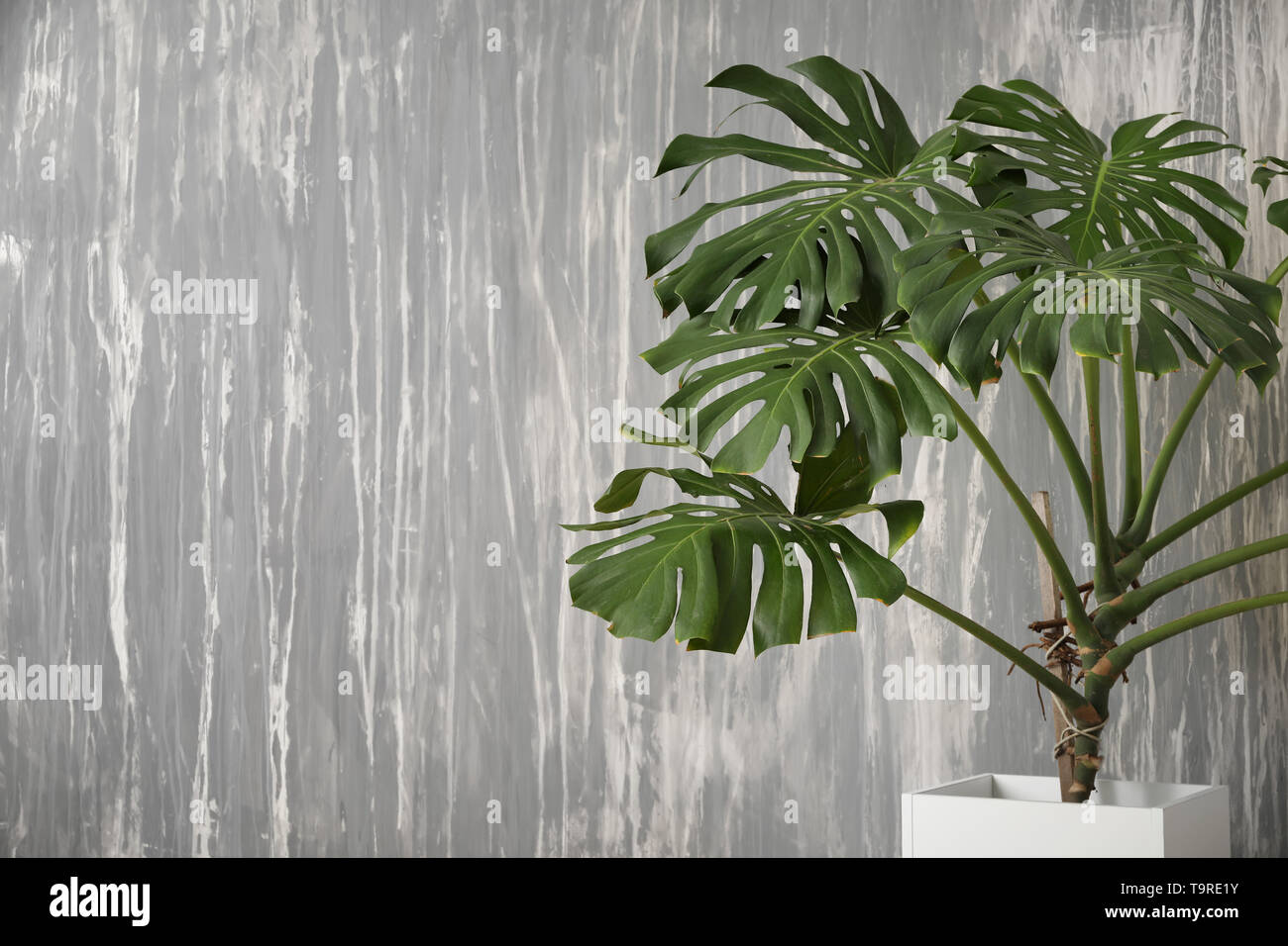 Grande impianto di monstera su sfondo grigio Foto Stock