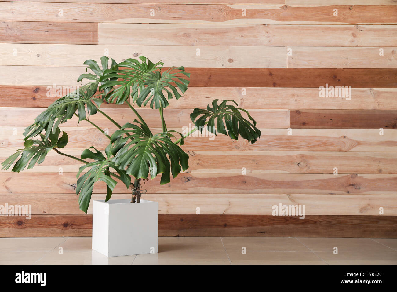 Grande impianto di monstera vicino a parete in legno Foto Stock