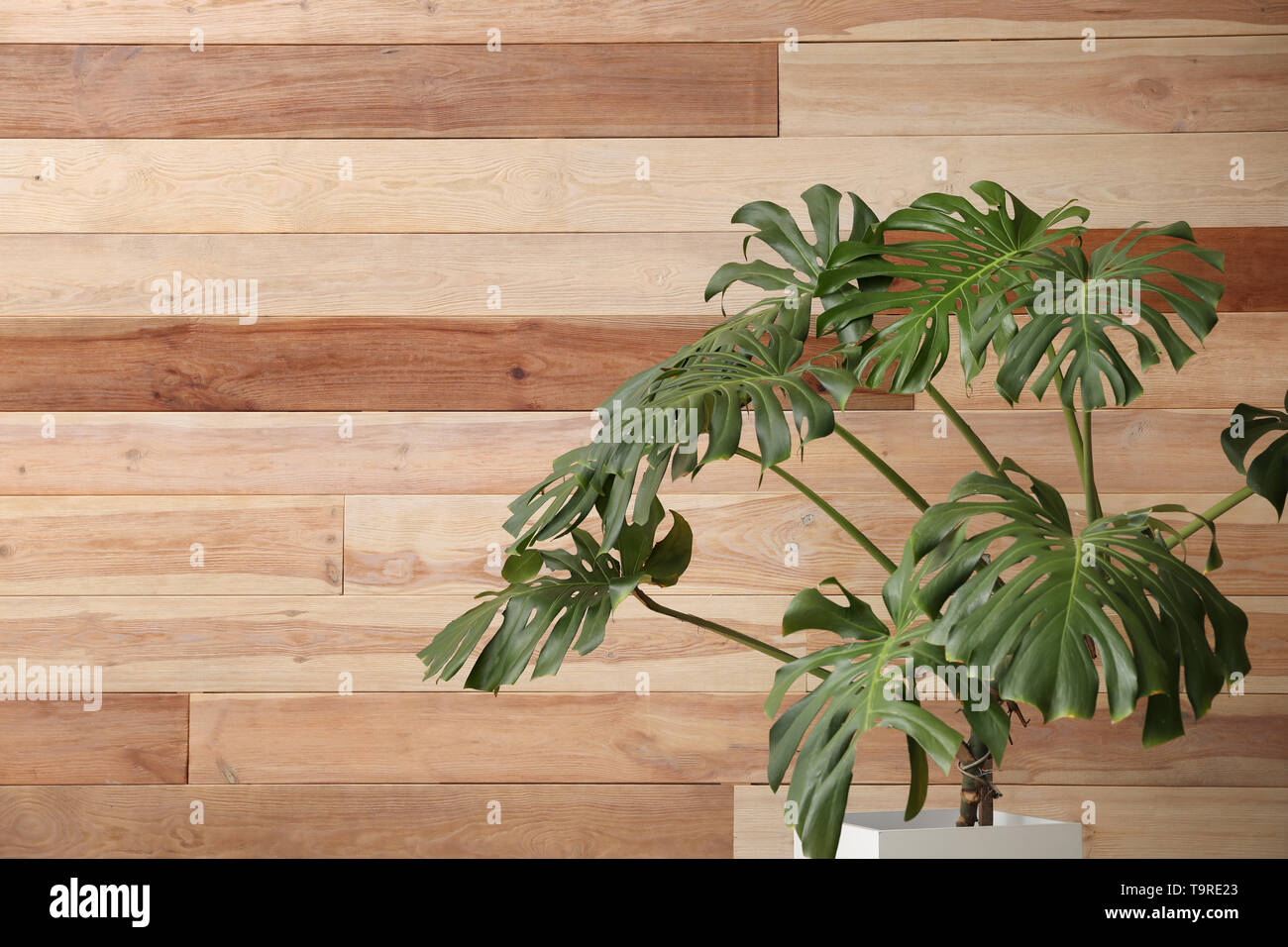 Grande impianto di monstera su sfondo di legno Foto Stock