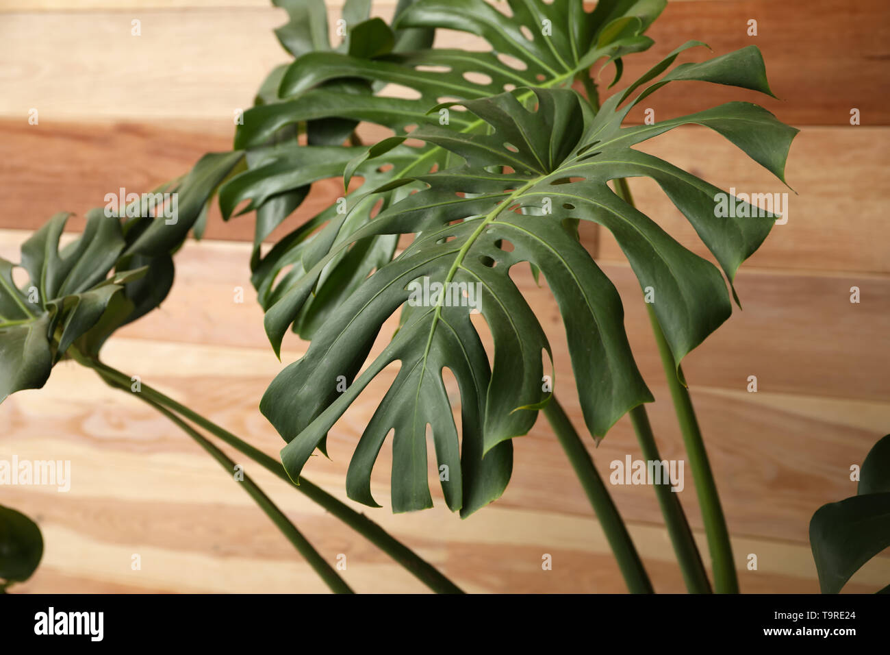 Grande impianto di monstera su sfondo di legno Foto Stock