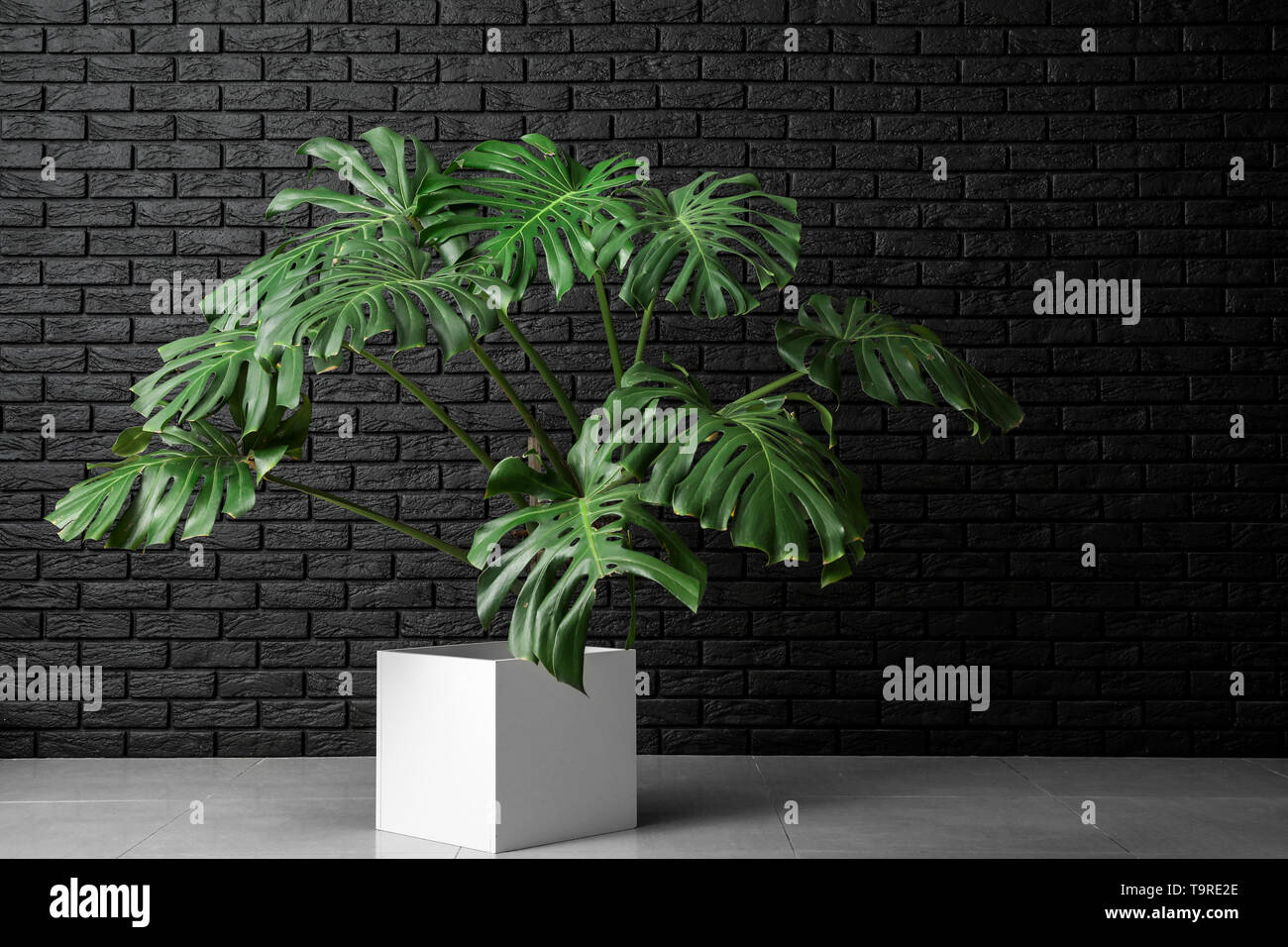 Grande impianto di monstera near dark muro di mattoni Foto Stock