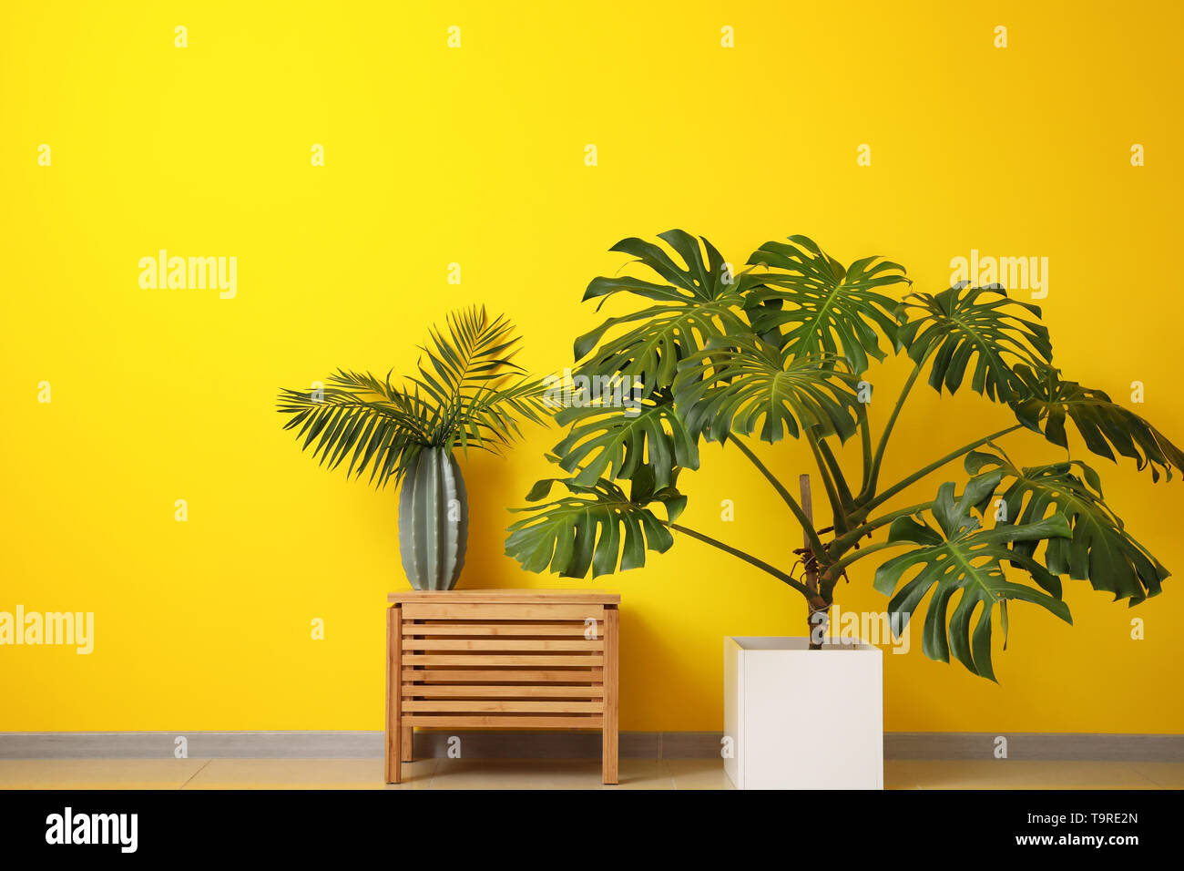 Verde di piante tropicali con un tavolo di legno vicino alla parete del colore Foto Stock