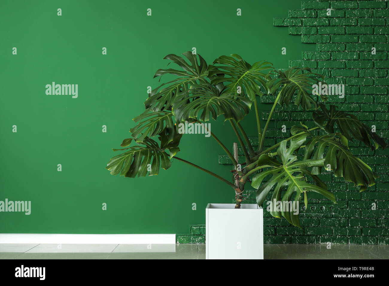 Grande impianto di monstera vicino alla parete del colore Foto Stock